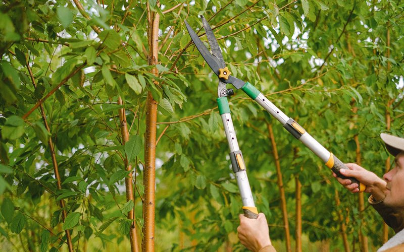 Tree trimming in Amboy, WA